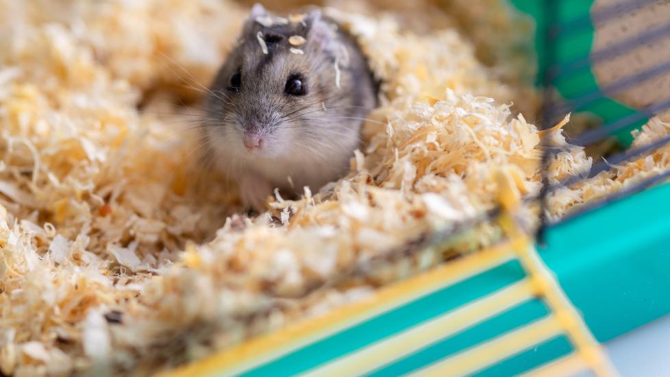 how long do hamsters live; a hamster sits in his cage.